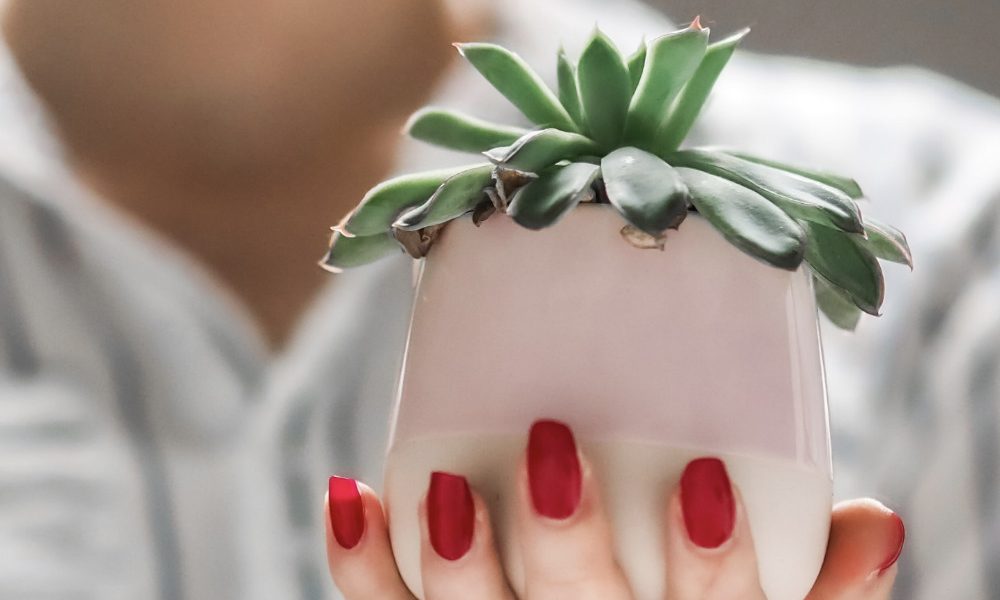 manicured-hand-holding-succulent