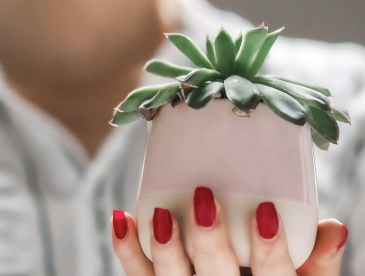 manicured-hand-holding-succulent